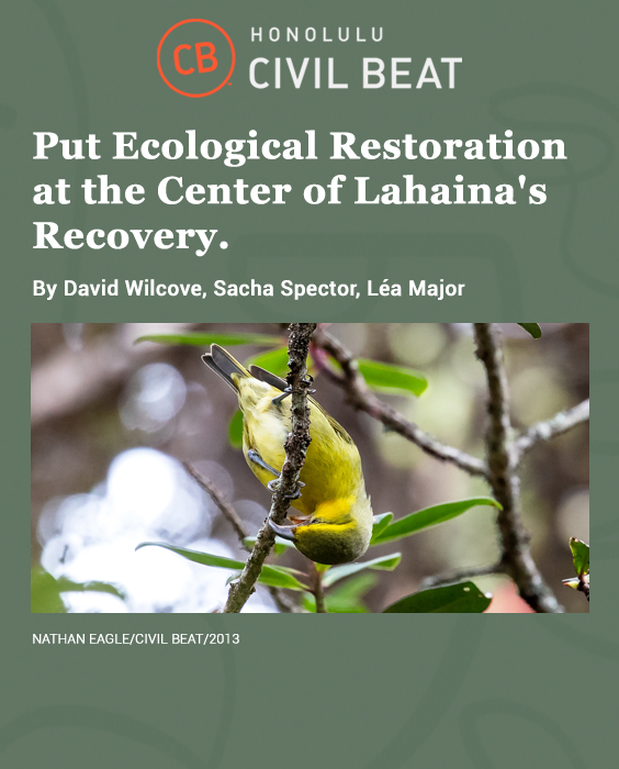 "Put Ecological Restoration at the Center of Lahaina’s Recovery," Write DDF's David Wilcove, Sacha Spector and Léa Major in Op-ed